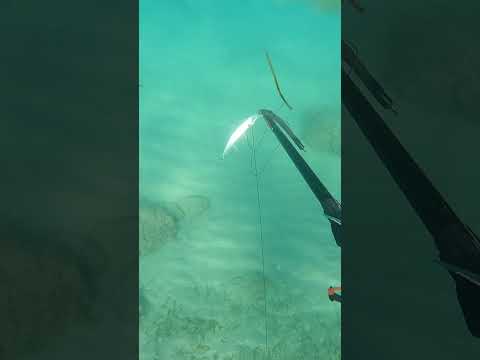 Encore une orphie #shorts #shortscommunitysummit #spearfishing