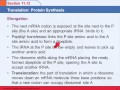 Protein Synthesis Concepts