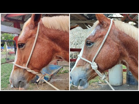 Aprende a hacer estás gamarras de emergencia que te ayudarán muchísimo #todos  #horse #ganaderías