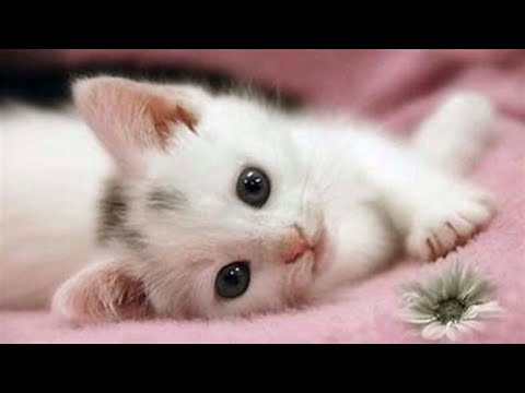 Taking Care Of A Shy But Super Cute Kitten. Loving My Kitten !