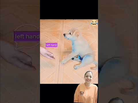 funny puppy ๐๐๐๐๐ถ@ActressMuskanKhatra#funny#dog#puppy#funnydog#funnyanimal#shorts#trending#short