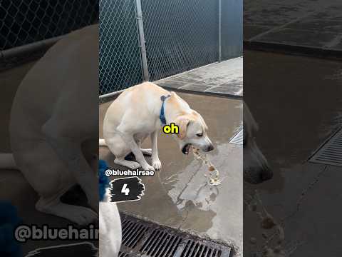Dogs getting too excited😂#dog #funny #pets