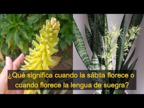 Que significa cuando la sabila florece o cuando florece la lengua de suegra