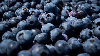 YouTube video thumbnail: Zimbabwe Farmers Seek Funds to Cash in on China Blueberry Boom