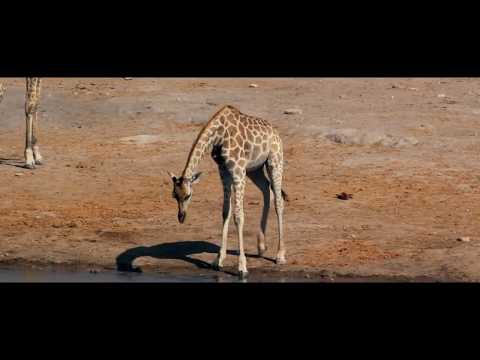 PNL - Lion [Clip Officiel]
