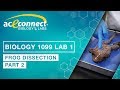 Exploring Frog Internal Anatomy in Dissection