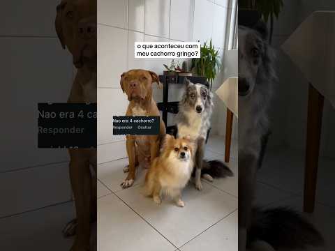 Cade nosso doguinho gringowwww? #pets #cachorro