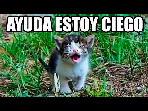 GATOS PIDIENDO AYUDA A LAS PERSONAS 😥😿