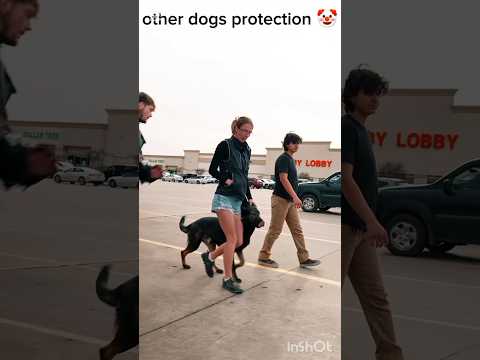 # other dogs protection 🤡 vs the last one ☠️ #dogs #dogsprotections #shorts #youtubeshorts