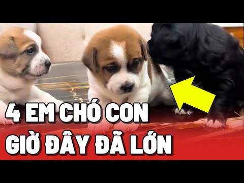 4 em chó được giải cứu khỏi Rắn và Mèo Hoang nay đã lớn 😂 (Phần 2)
