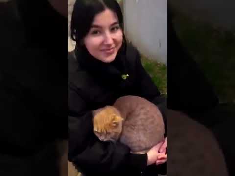 Как животные находят своего человека #смешно #юмор #кошки #cat #animals #кот #смешныекошки