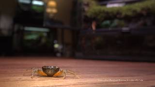 Make a Mini Rainforest Aquascape for Crabs | Get Everything I Used from My Link!