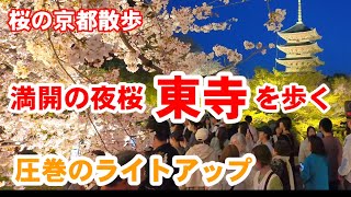 4/5(日)満開の夜桜 大人気東寺の圧巻ライトアップを歩く【4K】Cherry Blossoms in Kyoto Toji Temple