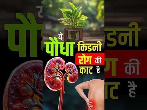 ये पौधा 🍀🌿किडनी रोग की काट है | #kidney #shorts #kidneydisease