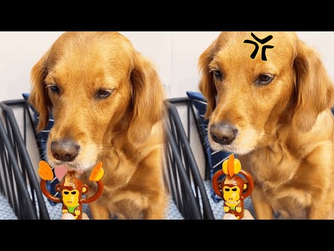 Funny Dog | Damn! The dog seems to have been fooled 😡😡😡#Cuihuastory #Cute Pet