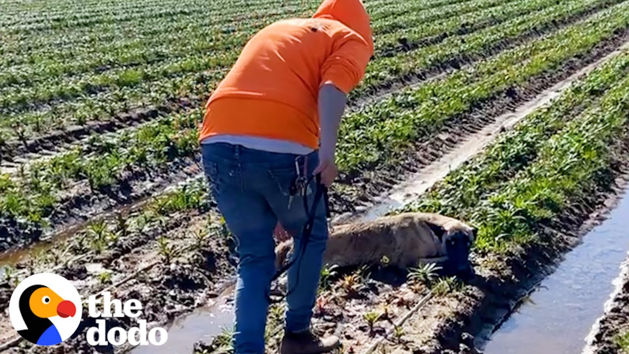 Dog Has The Best Reaction When He Reunites With His Rescuer
