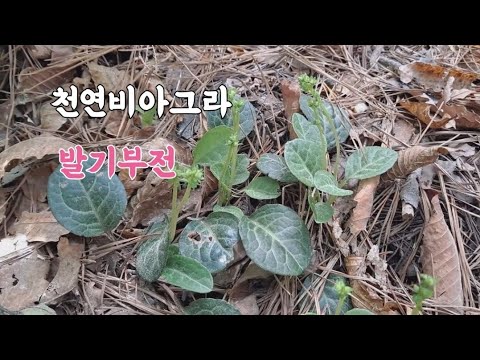 천연비아그라! '이것' 80대노인 발기부전 20대로 회춘 관절 건강비결