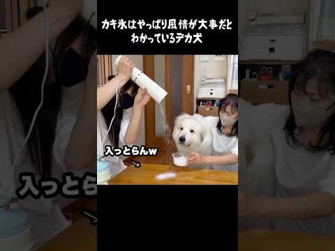 カキ氷にもしっかり好みがある愛犬　#greatpyrenees #癒し #大型犬のいる生活 #大型犬と暮らす #大型犬 #グレートピレニーズ #犬のいる生活 #可愛い #愛犬 #ペット