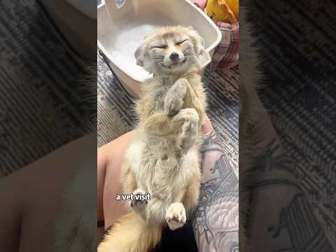 The rescued fox is jealous of everything around me.#shorts #animals #fox #cute #rescue