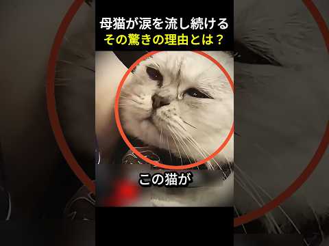母猫が涙を流し続ける、その驚きの理由とは？