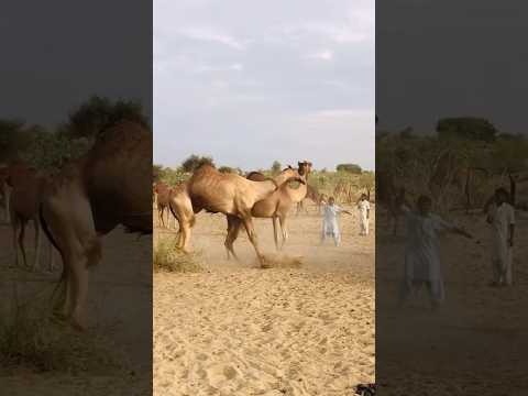 The male camel is very attached to the partner #shorts #shortsviral