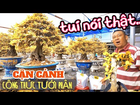 Lần đầu Phương Bình tiết lộ công thức tưới phân làm mai bật đọt ào ào dù thay chậu hàng loạt cả vườn