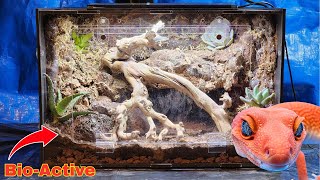 10 GALLON bio-active Leopard Gecko Acrylic Tank! (2025)
