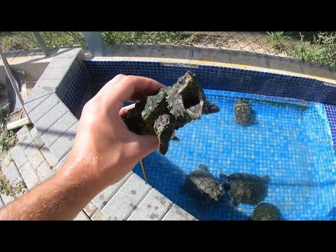¿Que pasa si juntamos a una tortuga caimán con las otras tortugas de agua?😱🐢