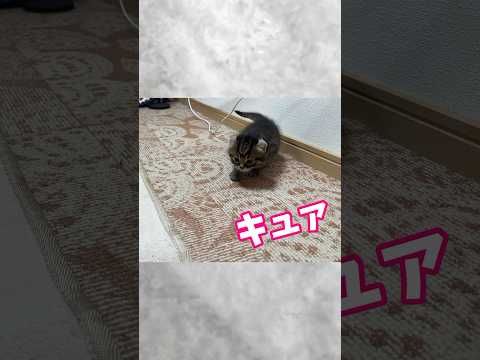 ママの声聞こえるとメッチャ足速くなる子猫✨