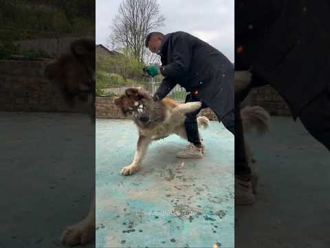 How To Train Big Malamute Husky Dog At Home 🥶💀 #shorts #pets #animals #dog #husky #funny
