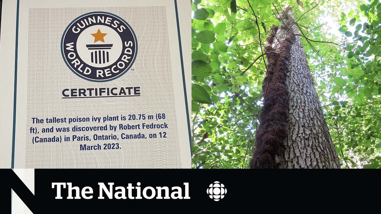 #TheMoment World Record tallest poison ivy plant discovered in Canada