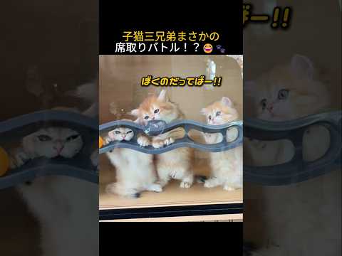 子猫三兄弟まさかの席取りバトル！？😂🐾