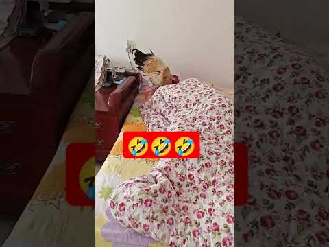 Budulnik xoruz #viralvideo #love #trending #video #shortsvideo #shorts #funny #reels #trendingshorts