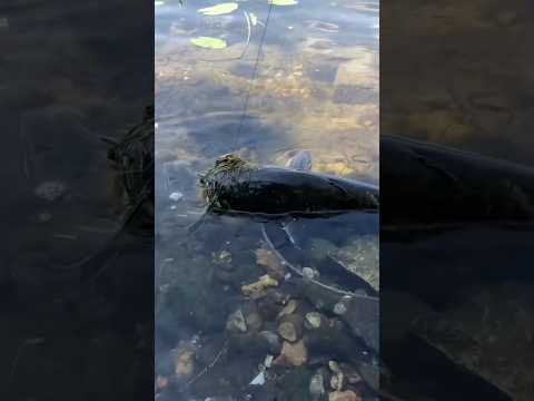 Comment pêcher facile un gros silure!! #fishingvideo #fishing #silure