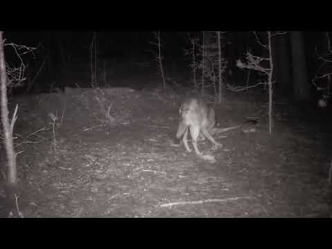 A howling wolf near the remains of an elk | Film Studio Aves