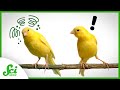 Understanding Canaries' Immune Response