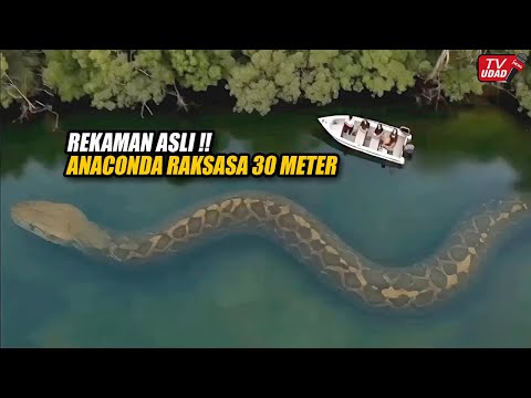 Heboh!! Kamera Drone Rekam Kemunculan Ular Raksasa Meliuk-liuk di Sungai Amazon, Gegerkan Dunia...