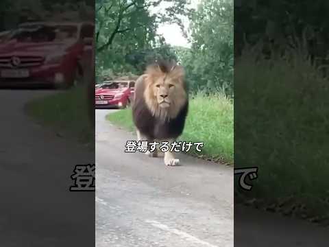 ライオンが動物の王と呼ばれる理由