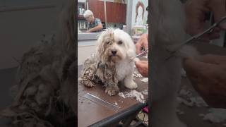 Watch Abandoned Dog’s Reaction to his First Groom 🥹