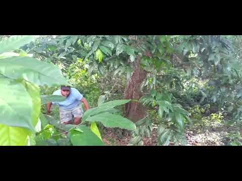 MIRA ESTE INDIO COMER RATAS GRILLO CULEBRA MIRALO ASTA EL FINAL