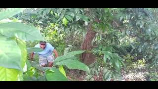 MIRA ESTE INDIO COMER RATAS GRILLO CULEBRA MIRALO ASTA EL FINAL