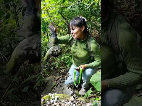 To hunt birds in the forest ep244