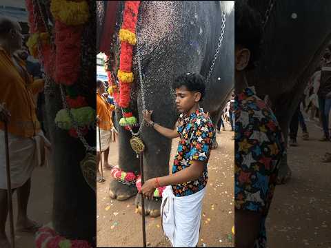 കുട്ടി പാപ്പാൻ ആകെ അസ്വസ്ഥനാണല്ലോ 😊 | Puthupalli Sadhu #shorts #viral #trending