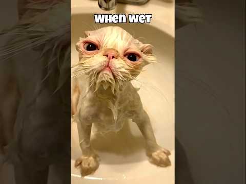 Animals look terrifing when they wet. #animals #shorts