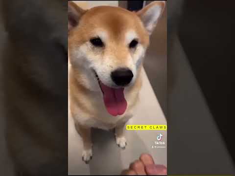 Viral Meme Dog Cheems #shorts #animals #dogs