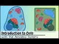 Cell Biology Concepts and Functions