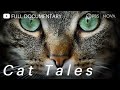 Understanding Cats: Their History, Behavior, and Domestication