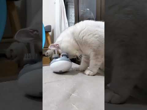 Massageador – Relaxe e acalme seu amiguinho de quatro patas! 🐾