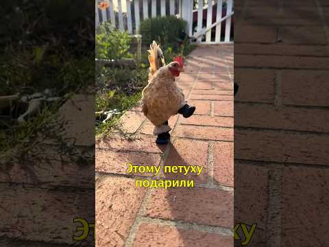 🐓Петух Ходит Только в Тапочках😍