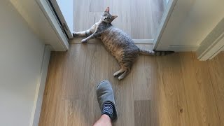 COSTUMBRES DE LOS NUEVOS GATITOS + ARENERO AUTOMÁTICO CATLINK BAYMAX